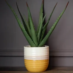 Aloe pot bicolore