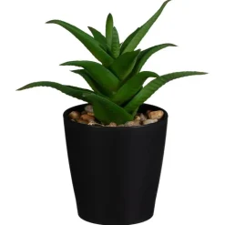 Mini succulente dans pot noir