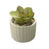 Mini succulente pot strie