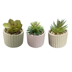 Mini succulente pot strie