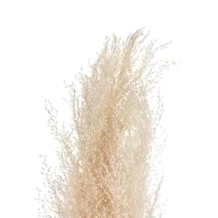 Pampa naturel x3 h110cm