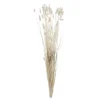 Phalaris 50cm