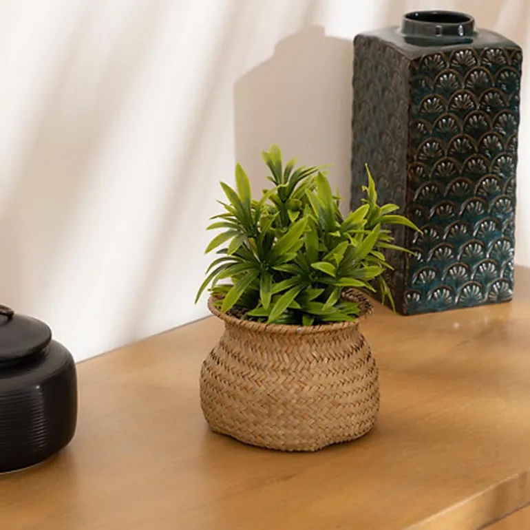 Plante panier jiling