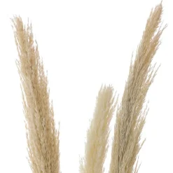 Roseau sauvage 115cm x3