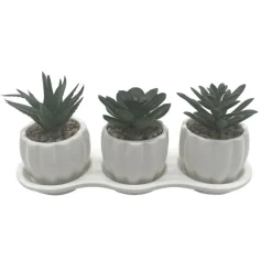 Set de 3 succulentes