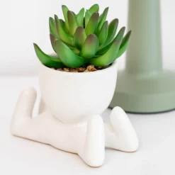 Succulente en pot
