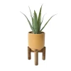 Succulente pot pied bois